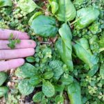 Știrbu Nadia / Iubesc Natural
