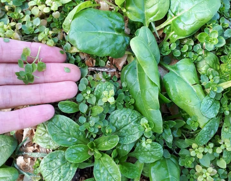 Știrbu Nadia / Iubesc Natural