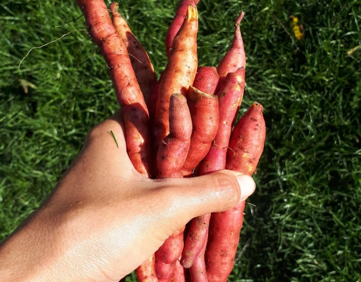 Știrbu Nadia / Iubesc Natural