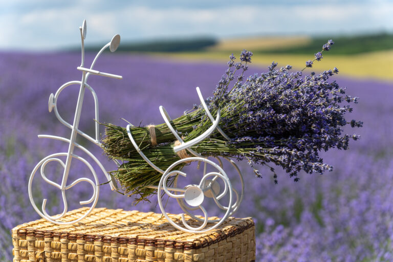 20210704 VUG9091 Maria Bobeica 768x512