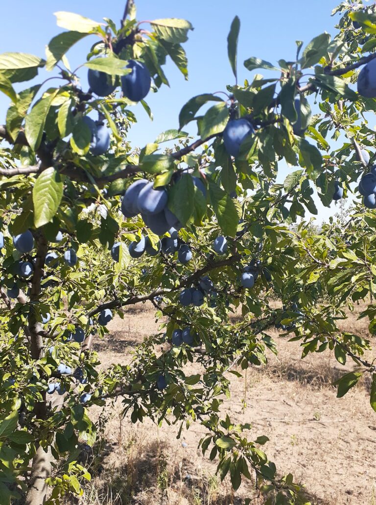 118574097 341749643897594 3314684919043141974 n 768x1032