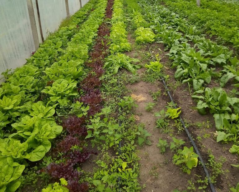 182772710 5658231734248888 7455380358547046974 n 768x618