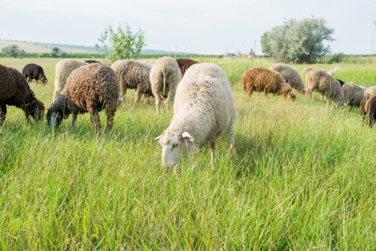 19264535 281845552284891 731041726837054456 o 768x512