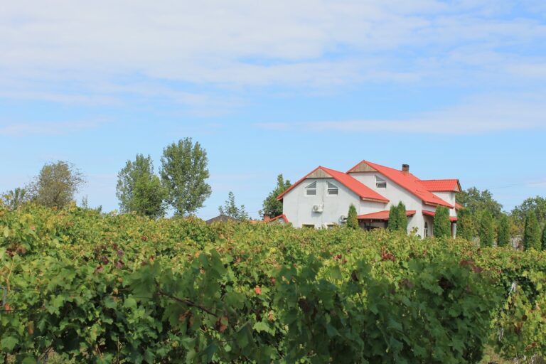 241634672 1296863174117696 6105814080800542801 n 768x512