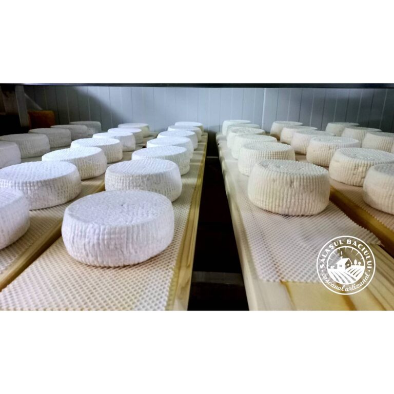 242550049 1264857127317057 4419657979798219672 n 768x768